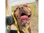 Adopt El Paso a Mastiff, Pit Bull Terrier