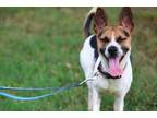 Adopt Skyy a Jack Russell Terrier, Mixed Breed