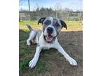 Adopt Hobbs a Retriever