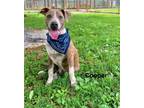 Adopt Cooper a Staffordshire Bull Terrier
