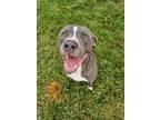 Adopt Turbo a Mixed Breed