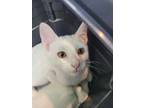 Adopt Rusty Shackleford a Domestic Short Hair