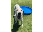 Adopt Bojack a Mixed Breed