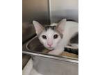 Adopt Daniel a Domestic Short Hair