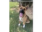 Adopt Conan a Mixed Breed