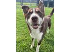 Adopt Togo a Mixed Breed