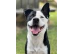 Adopt Pepe Le Pew a Mixed Breed