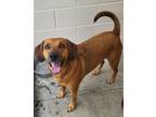 Adopt Bandit a Hound