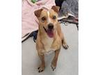 Adopt Ansel / AC 25695 Z a Terrier, Jack Russell Terrier