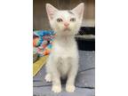 Adopt Snapp a Domestic Short Hair