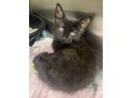 Adopt Bowie a Domestic Medium Hair