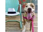 Adopt Apple a Pit Bull Terrier