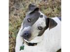 Adopt Jimmie a Australian Cattle Dog / Blue Heeler