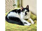 Adopt Jerry a Domestic Short Hair