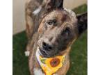 Adopt Sam-E a Shepherd, Akita