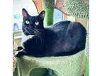 Adopt Toodles Galore a Domestic Short Hair