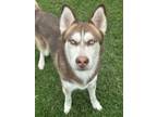 Adopt Harry a Siberian Husky, Mixed Breed