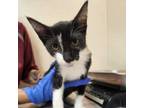 Adopt Trip Hazard a Domestic Short Hair