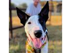 Adopt Cooper a Collie, Mixed Breed