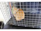 Adopt Jj a Domestic Short Hair