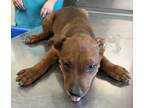 Adopt 56520836 a German Shorthaired Pointer, Mixed Breed