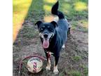 Adopt Hugin a Shepherd