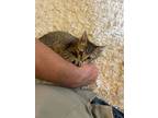 Adopt Kyle a Tabby