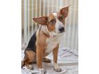 Adopt Hughes a Australian Cattle Dog / Blue Heeler