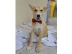 Adopt Alexy a Australian Cattle Dog / Blue Heeler, Shepherd