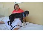 Adopt Lyles a Rhodesian Ridgeback