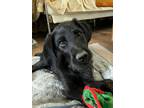 Adopt Duck a Wirehaired Terrier, Black Labrador Retriever
