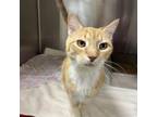 Adopt Gene a Domestic Short Hair