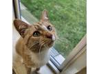 Adopt Breadstick a Domestic Short Hair