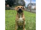 Adopt Percy a Rottweiler, Shepherd