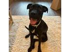 Adopt Atlas a Labrador Retriever