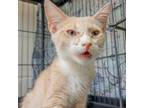 Adopt Sorbet a Domestic Long Hair
