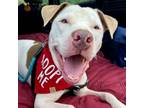 Adopt Bolt a Pit Bull Terrier