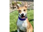Adopt Brian a Bull Terrier, Mixed Breed