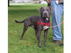 Adopt Ollie a Mixed Breed