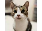 Adopt Cooper a Domestic Short Hair