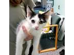 Adopt Bobby Brady a Domestic Short Hair
