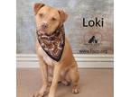 Adopt Loki a Pit Bull Terrier