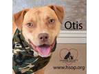 Adopt Otis a Pit Bull Terrier
