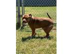 Adopt Hooch a Mastiff, Terrier