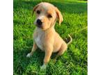 Adopt Oliver a Retriever