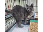 Adopt Belmont a Domestic Short Hair