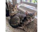 Adopt Alfie & Oscar a Tabby