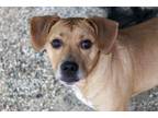 Adopt Dug a Beagle