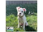 Adopt Kai a Boxer