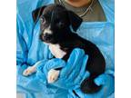 Adopt Speedy Gonzales a American Staffordshire Terrier